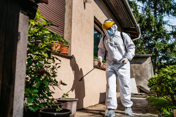 Wasp Removal Services in Keaau, HI