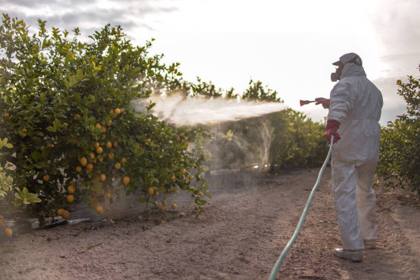 Best Exterminator Services  in Keaau, HI