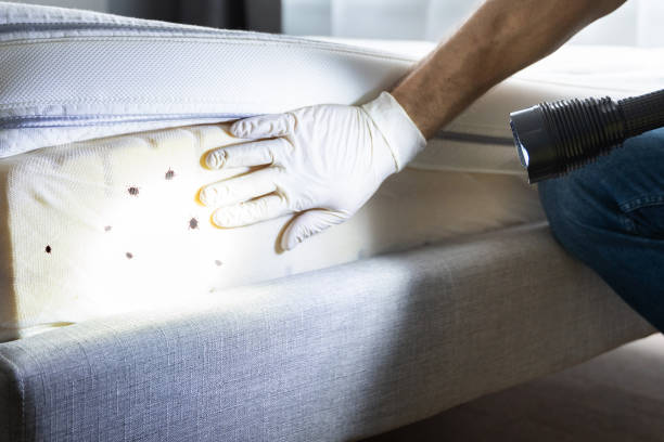Best Pest Prevention Services  in Keaau, HI