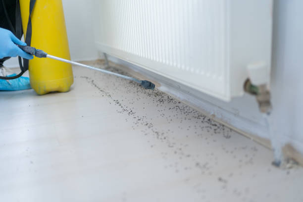 Best Pest Removal Services  in Keaau, HI