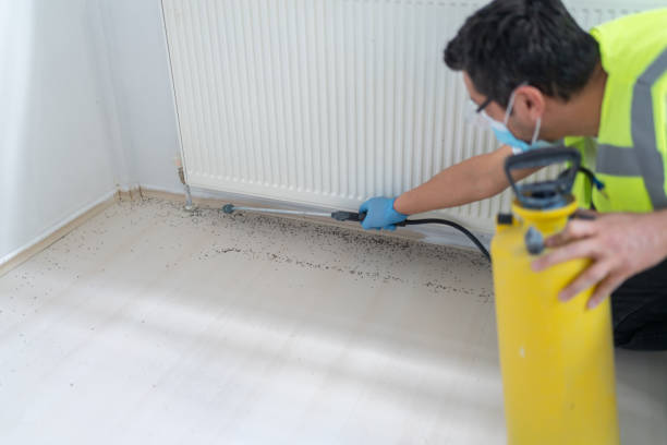 Best Local Pest Control Services  in Keaau, HI